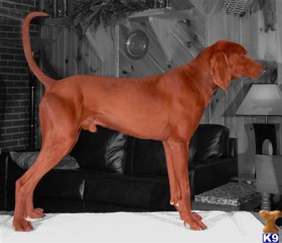 Grand Ch Copelands tn Cherokee